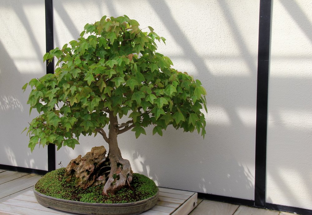 盆栽の楓を育てるコツは？初心者にもわかりやすく解説 【ミニ盆栽通販