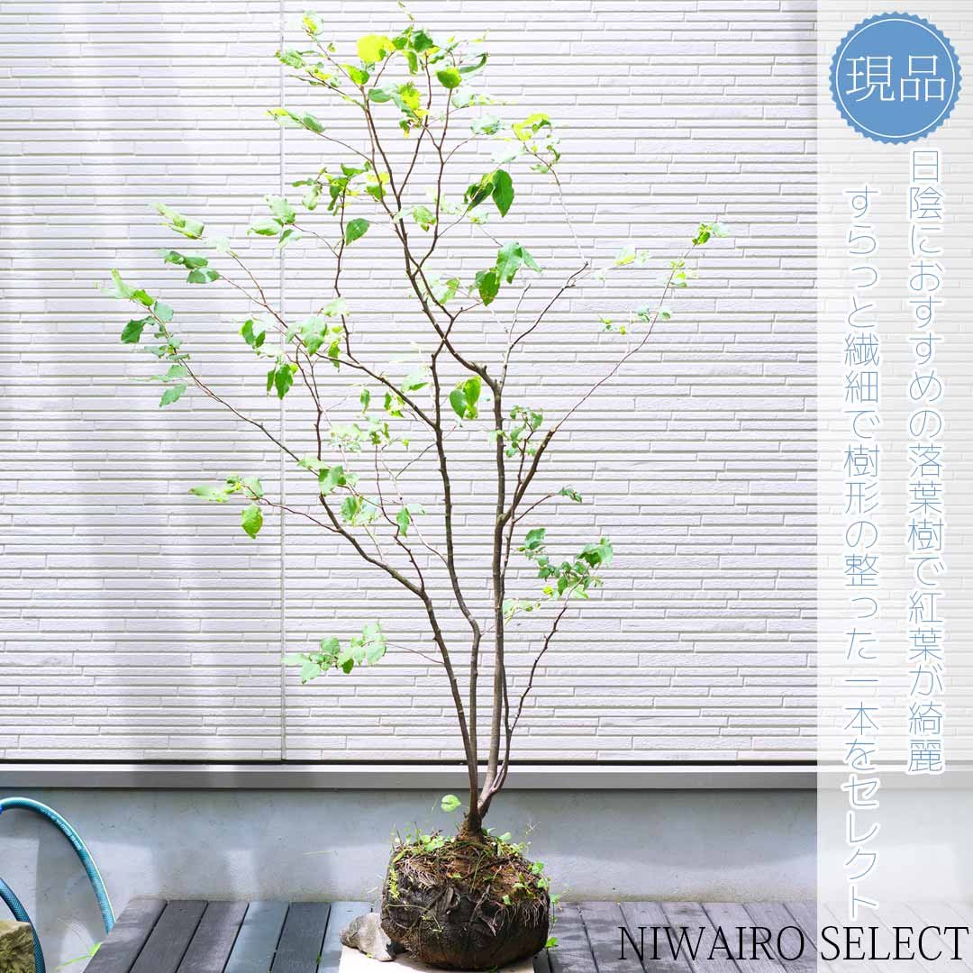 楽天市場】【ナツハゼ】 夏櫨 株立ち 自然風樹形 樹高H≒130 × 枝張W