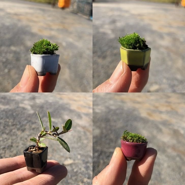 楽天市場】盆栽鉢 ミニ鉢 豆鉢 長辺 1.5～2.1cm ミニ盆栽鉢 豆盆栽鉢