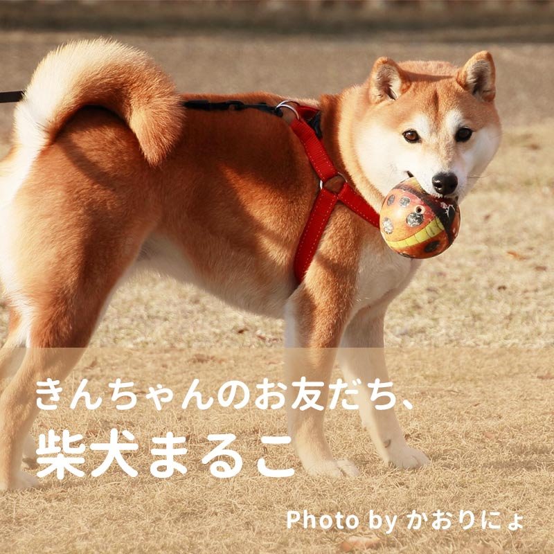 楽天市場】【お得な2個セット】【全3種 ワンコ ダックス シバ 豆シバ