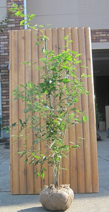 植木 シンボルツリー おすすめ」の人気商品一覧 | 安い商品を通販