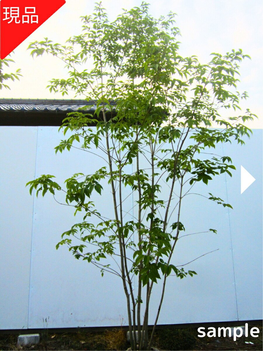 楽天市場】【現品発送】アオダモ 株立ち 樹高1.8-2.2m(根鉢含まず