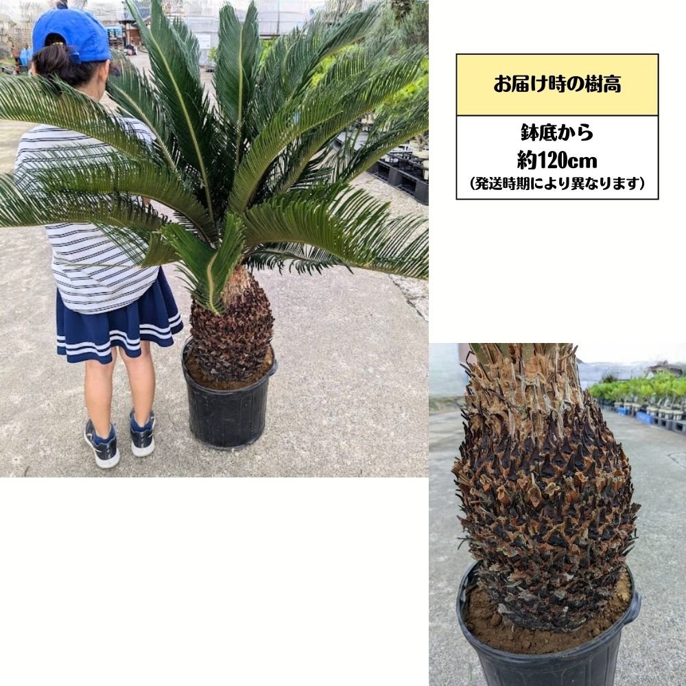 楽天市場】現品販売！！《超特AAA品株 ソテツ 10号株》寒さに強い