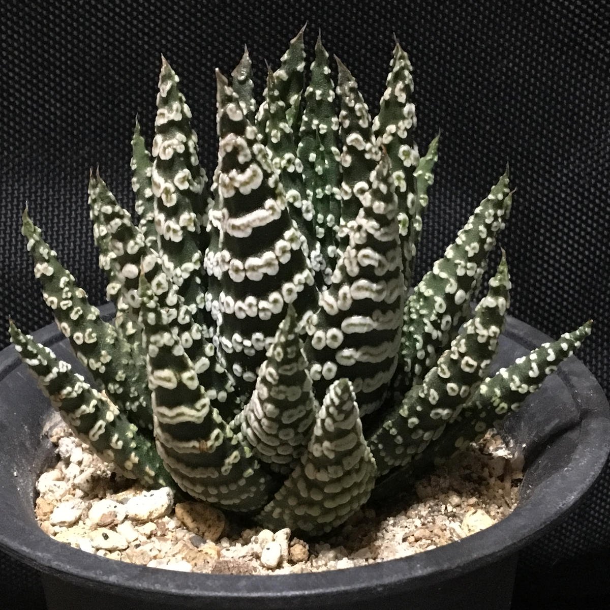 多肉植物 ハオルチア パイプの煙 メルカリ便発送☆多肉植物 ハオルチア