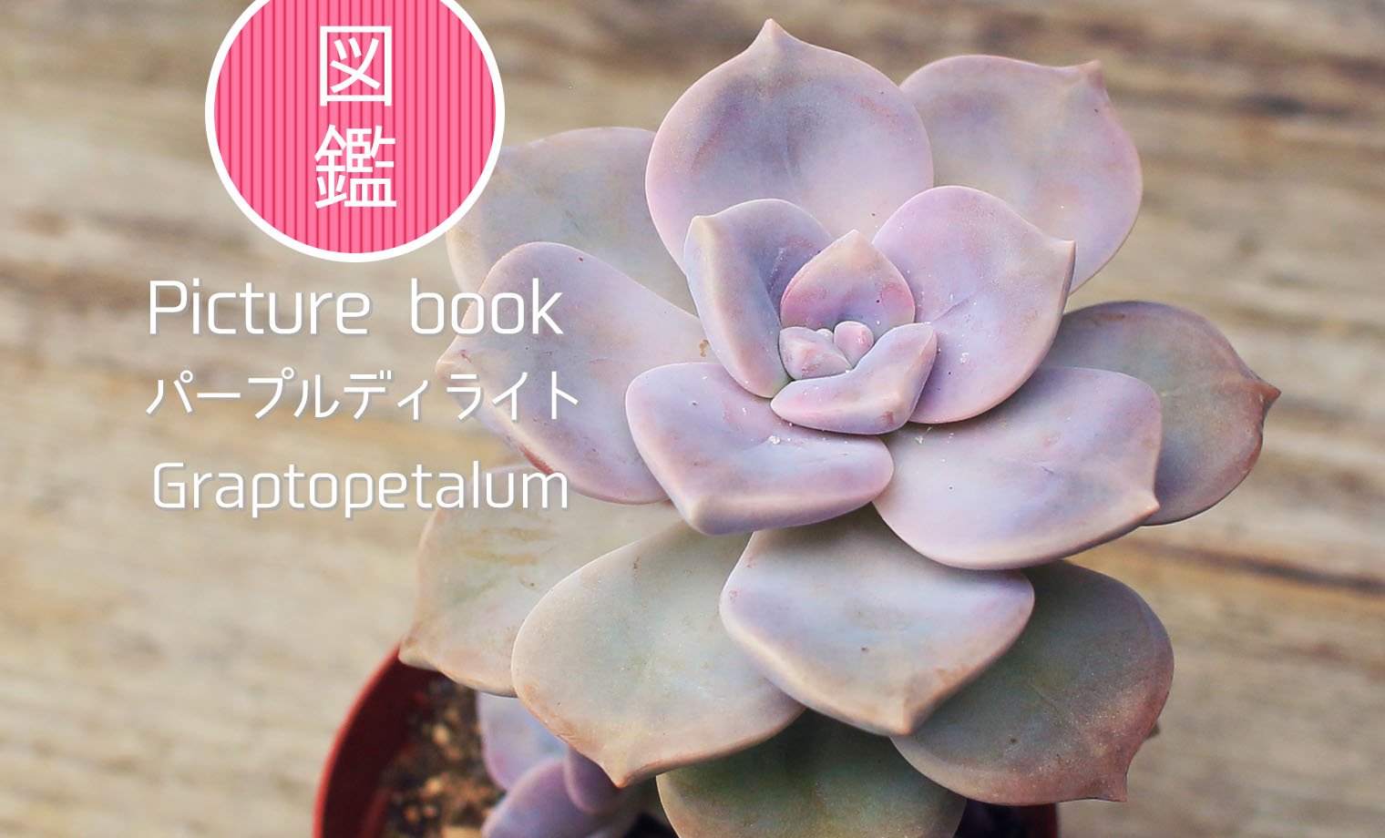 図鑑】パープルディライト｜グラプトペタルム属