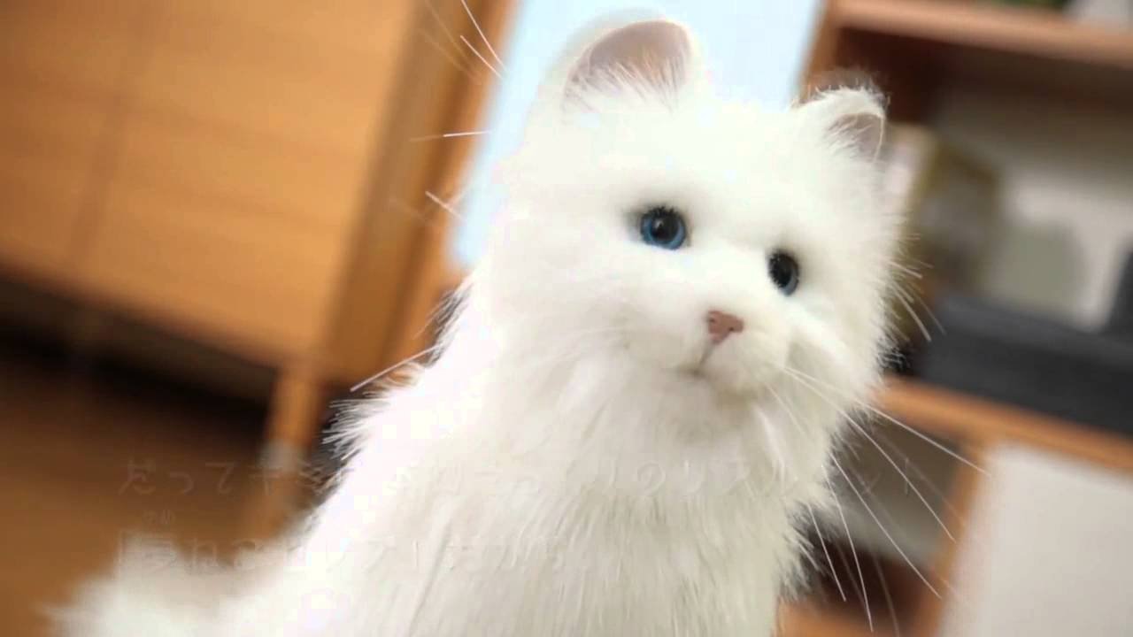 夢ねこ セガトイズ セガトイズ⁄夢ねこヴィーナス⁄white⁄ホワイト