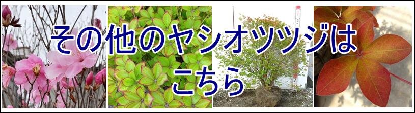 楽天市場】【現品】シロヤシオツツジ（白八汐）大株 W90cm×D60cm×H90cm