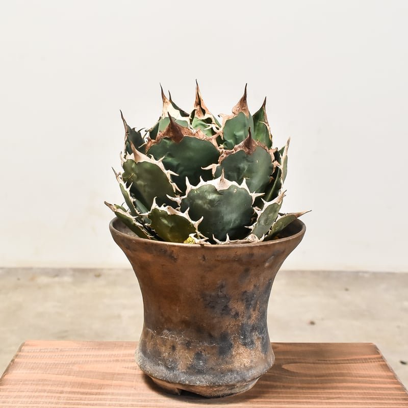 アガベ チタノタ オテロイ 