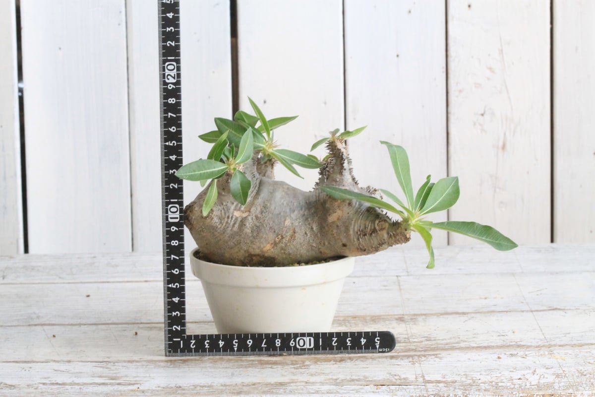 パキポディウム マカイエンセ 現地球 | botanical.shop