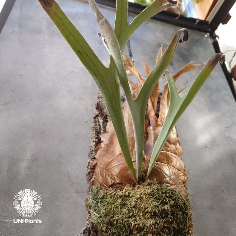 ビカクシダ ベイチー(子株) Platycerium veitchii(pup) コウモリラン