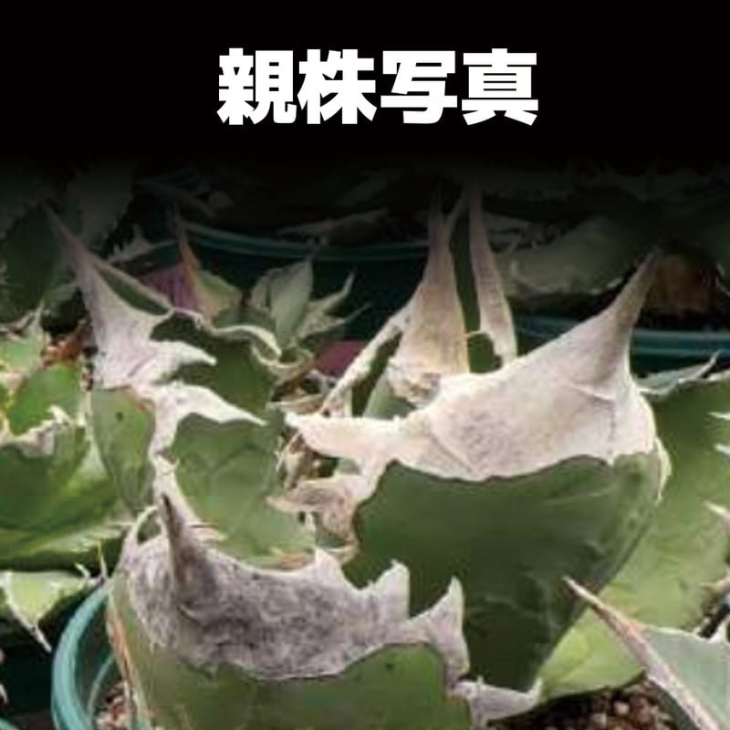 アガベ チタノタ 南アフリカダイヤモンド / SAD-04 | アガベ専門店