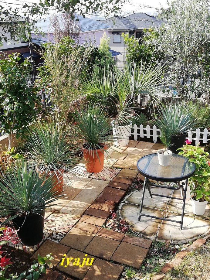 ユッカ ロストラータ 10号(0012) ワイルドな観葉植物 ドライガーデン