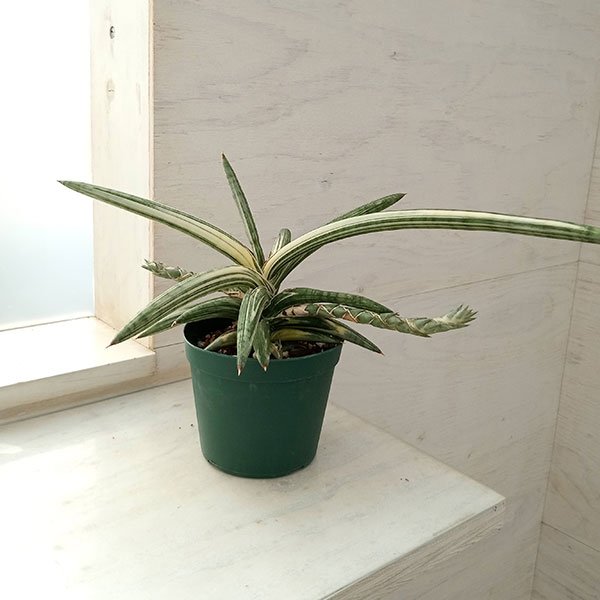 園芸ネット本店｜（わけあり特価）サンセベリア：Lav.1970 斑入り