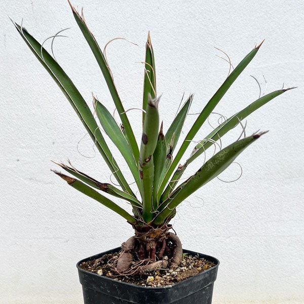 園芸ネット本店｜ユッカ：カルネロサーナ（根上がり仕立て） 4号鉢植え
