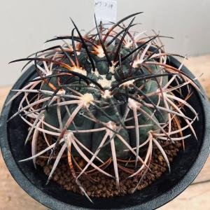 サボテン：エキノカクタス 太平丸 実生*幅16cm 現品！一品限り : 遊恵