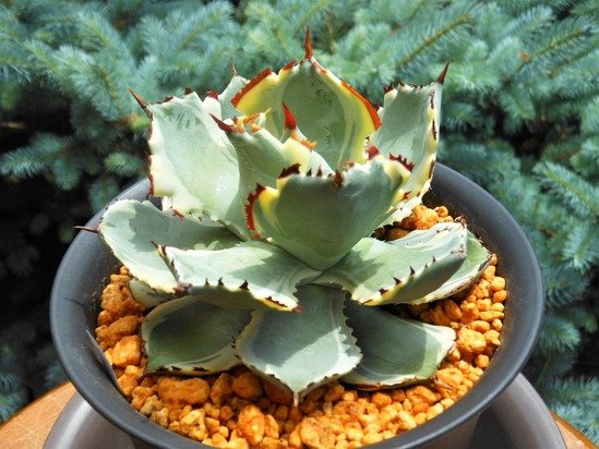 アガベ』【イシスメンシス アトミックゴールド】 : 【BOTANICAL MAJESTY】