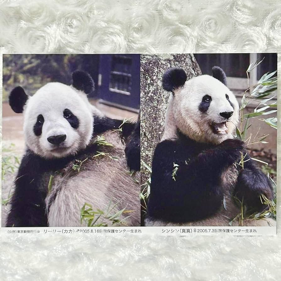 Amazon.co.jp: 上野動物園歴代パンダ ポストカードリーリー＆シンシン
