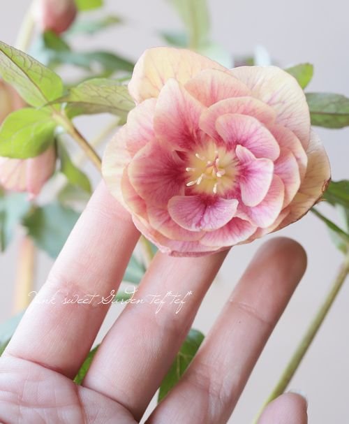 八重咲きクリスマスローズ 『ゴールドフラッシュ・レッドピンクミスト