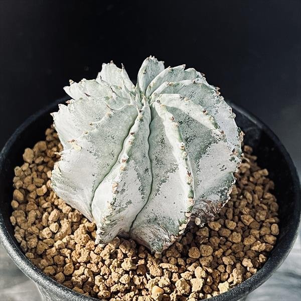 多肉植物：ユーフォルビア H氏実生 白ホリダ*M 幅6cm | サボテン