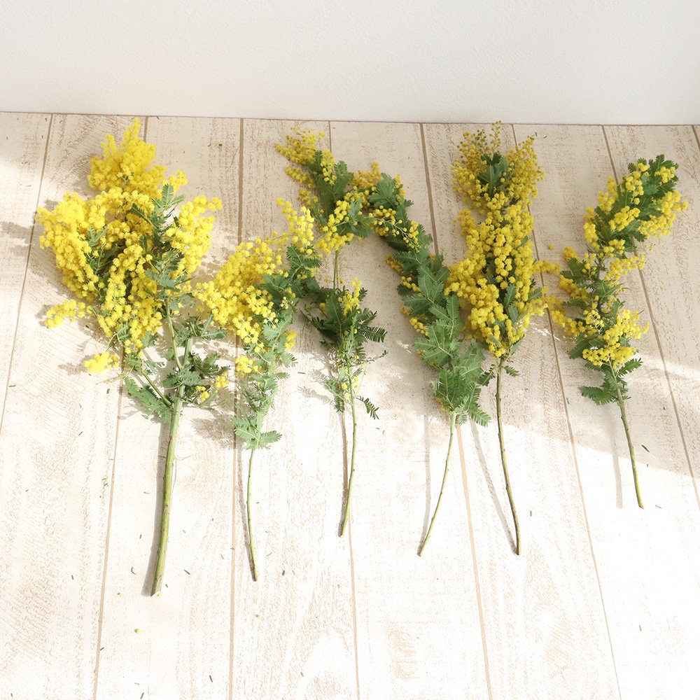 生花】国産ミモザアカシア(4-50cm程度)【OR-63】 - 花材通販はなどんや
