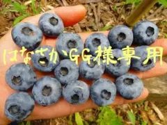2026年最新】ブルーベリー穂木の人気アイテム - メルカリ