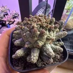 2026年最新】ユーフォルビアフスカの人気アイテム - メルカリ