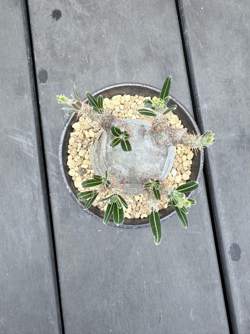 25/6/7出品　パキポディウムグラキリス(現地球)閑野淳 (鉢込み)