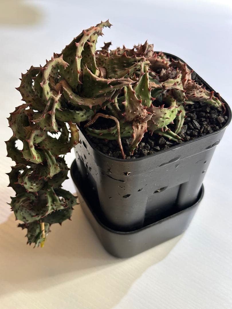 【期間限定出品】 Aloe castilloniae子株⑤ Aloe castilloniae