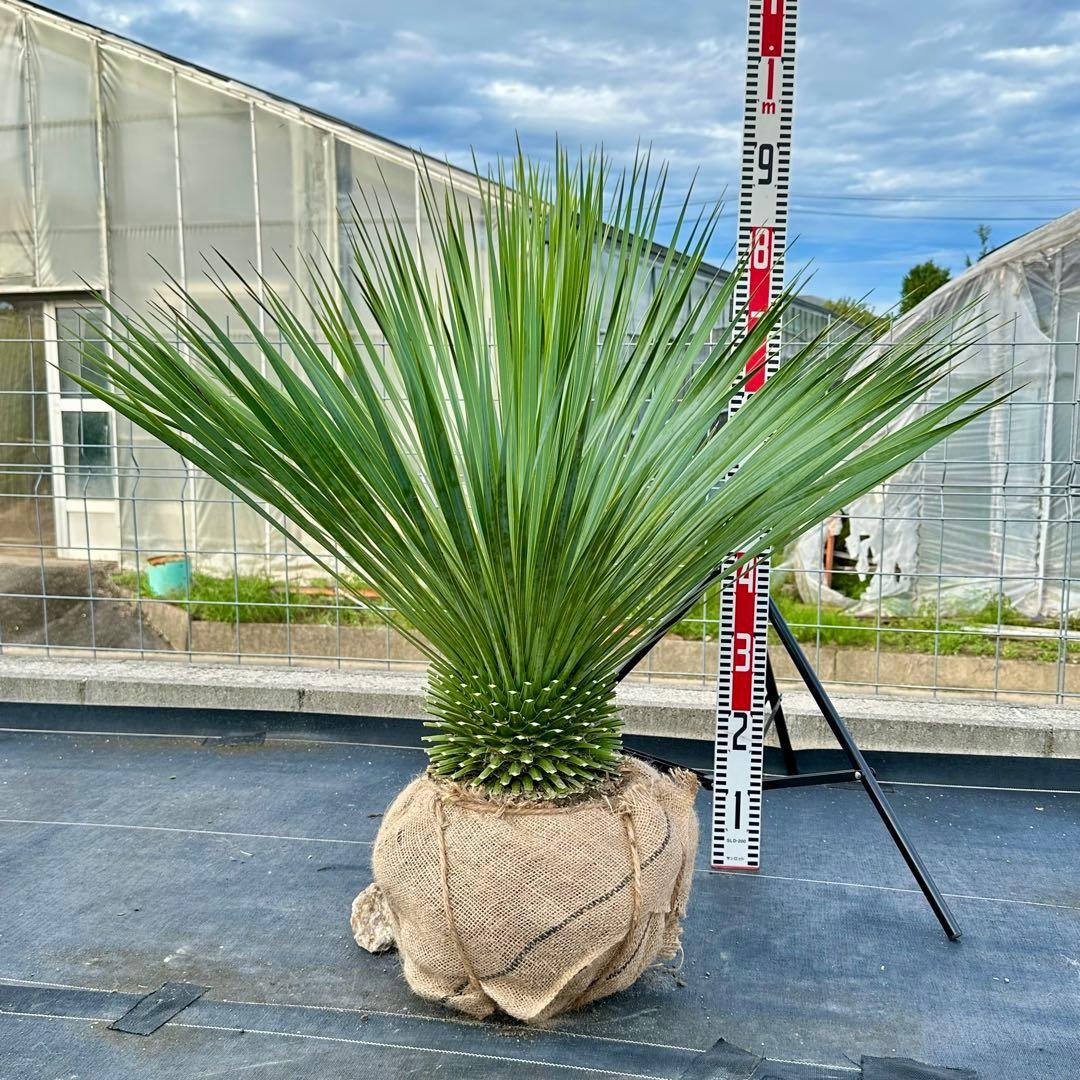 ユッカ ロストラータ（樹高:約80cm）oct63 ユッカ ロストラータ（樹高:約80cm）oct63 ユッカ ロストラータ 【樹高