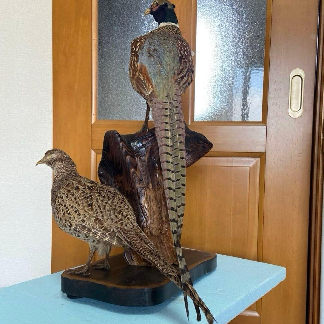 キジのつがい 剥製 雄雌 見本 昭和レトロ - メルカリ