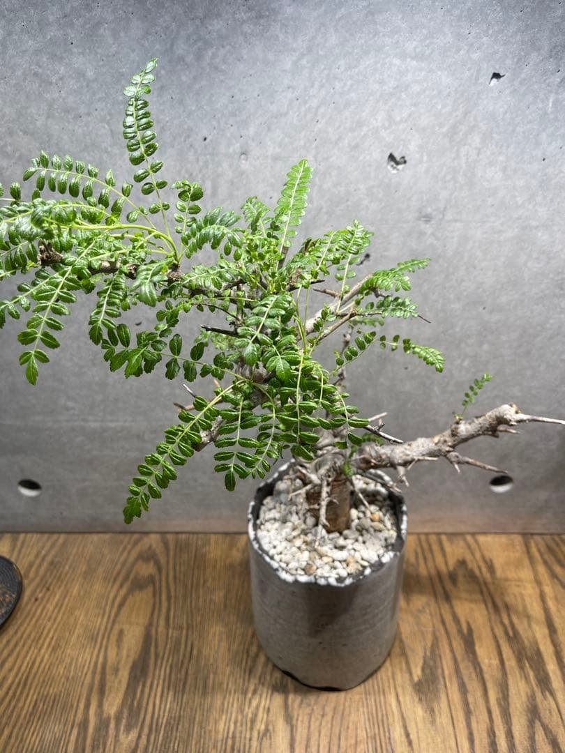 ボスウェリアネグレクタ　n/oh鉢　大株