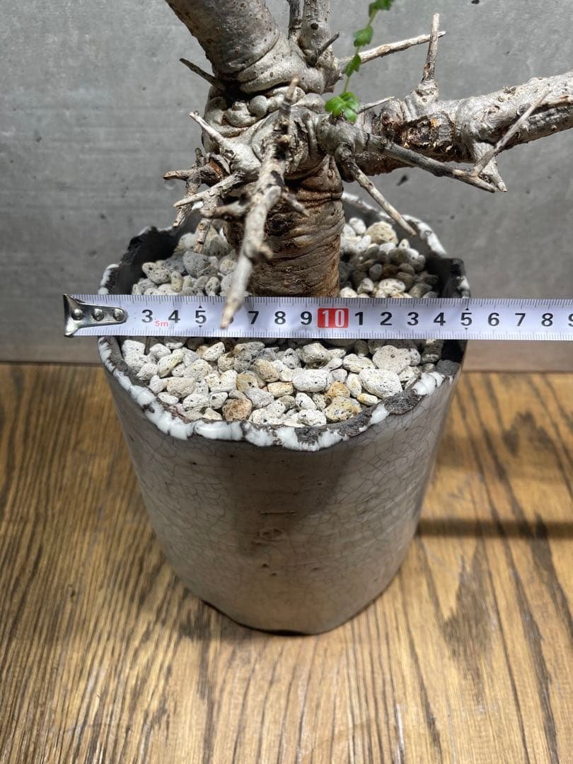 ボスウェリアネグレクタ　n/oh鉢　大株