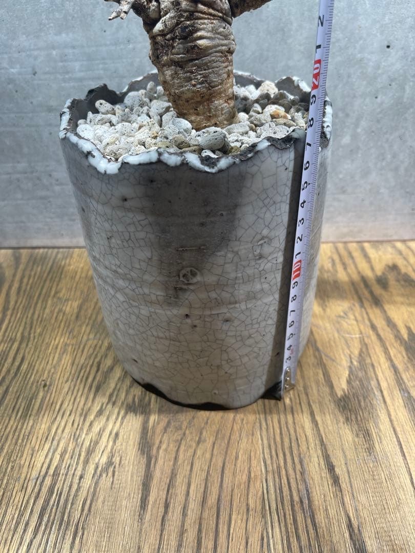 ボスウェリアネグレクタ　n/oh鉢　大株