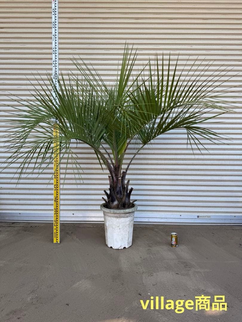 送料込み　ココスヤシ　形状良　幹太　鉢植え　庭木　シンボルツリー この木なんだと思いますか？🌴 #ココスヤシ #シンボルツリー #南国風