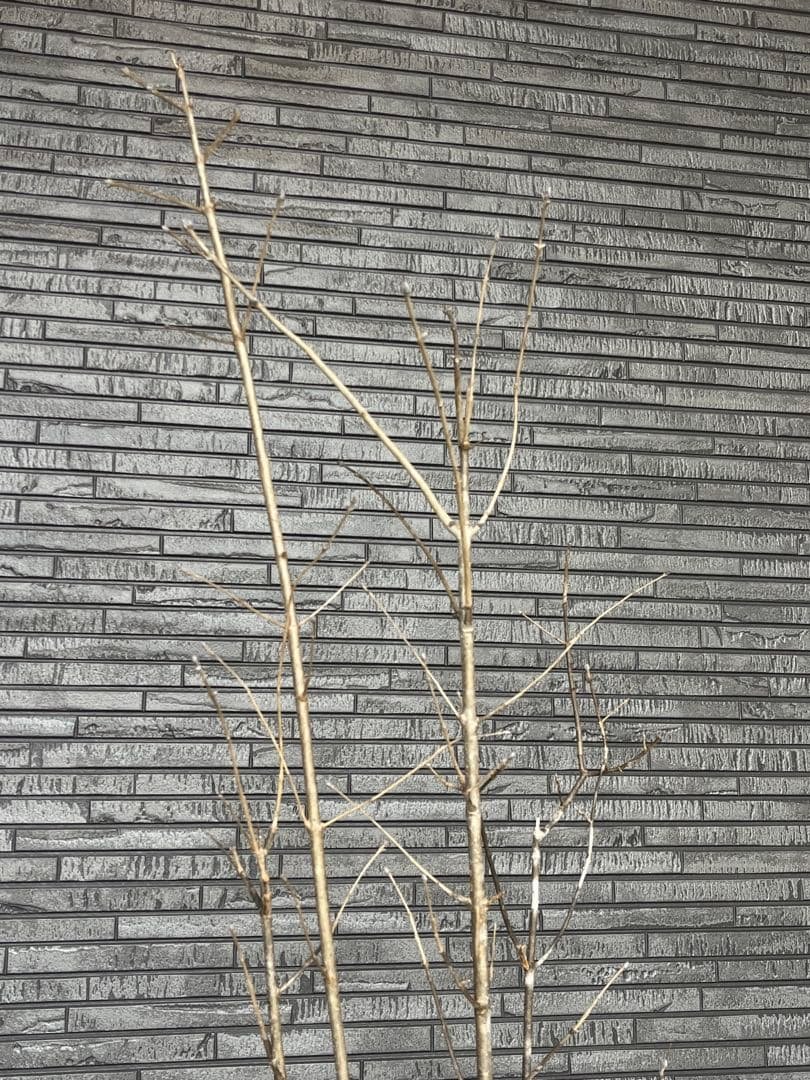 山採り天然　アオダモ　４本株立ち　12