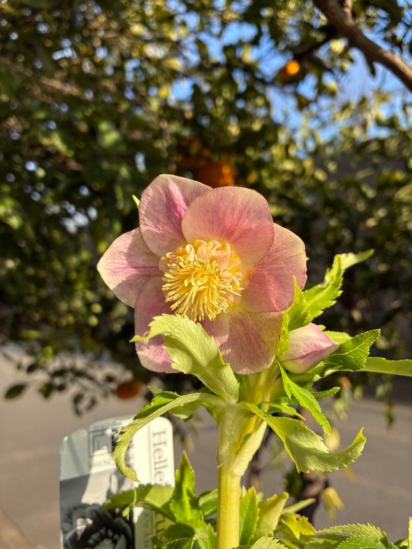 ♡広瀬園芸♡ SDベビーピンクぼかし 広瀬園芸さんのクリスマスローズ• ピンクニゲルが初入荷です この