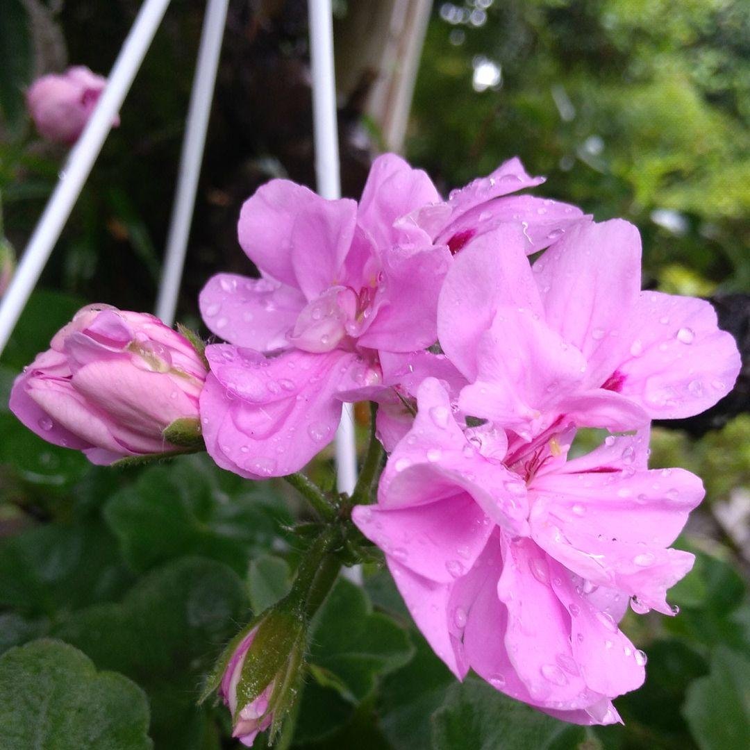 今花がないので 参考にしておきますゼラニウム3種