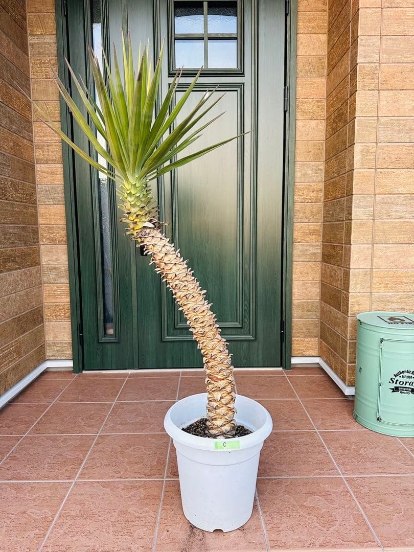 ユッカ　アロイフォリア【C】 曲がり　個性的　ドライガーデン　ガーデニング アロイフォリア ユッカ・アロイフォリア 観葉植物 お祝 新築祝い 開店