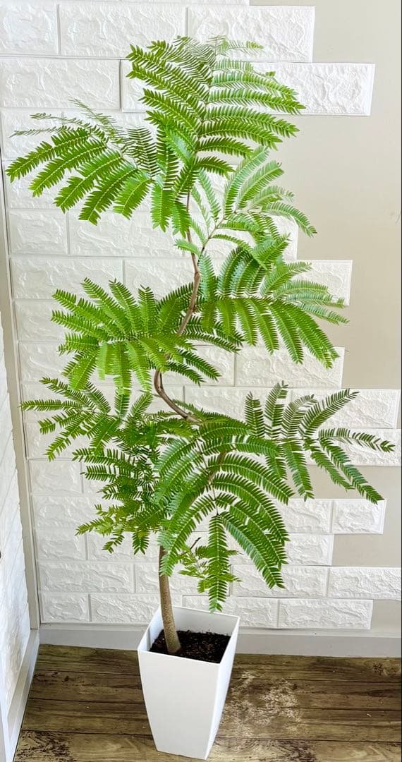 エバーフレッシュ⭐️曲がり　観葉植物 エバーフレッシュ 曲がり | 観葉植物通販 Hitohana（ひとはな）