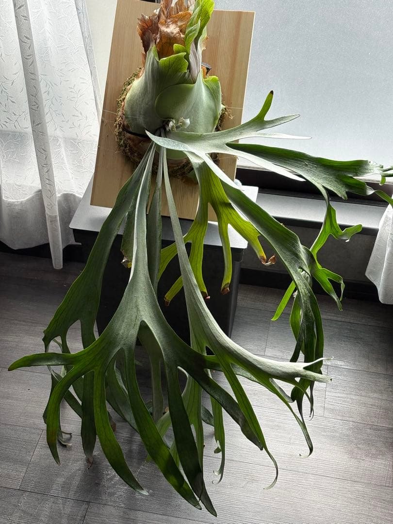 最終値下げ P.Pegasus ビカクシダ ペガサス 超大株 子株付き P.Pegasus ビカクシダ ペガサス 超大株 子株付き ビカクシダ】 P