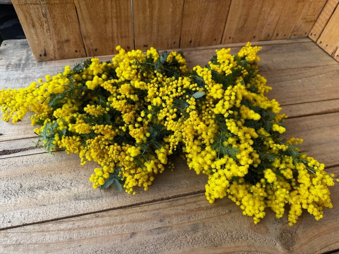 ✨20本【763】ミモザアカシア 生花 切花 スワッグ ドライ - メルカリ