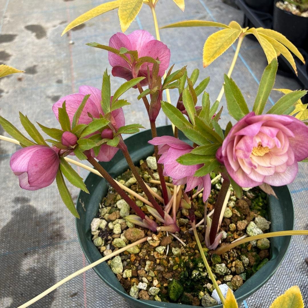 クリスマスローズ ピンク オーレア 6寸 - メルカリ