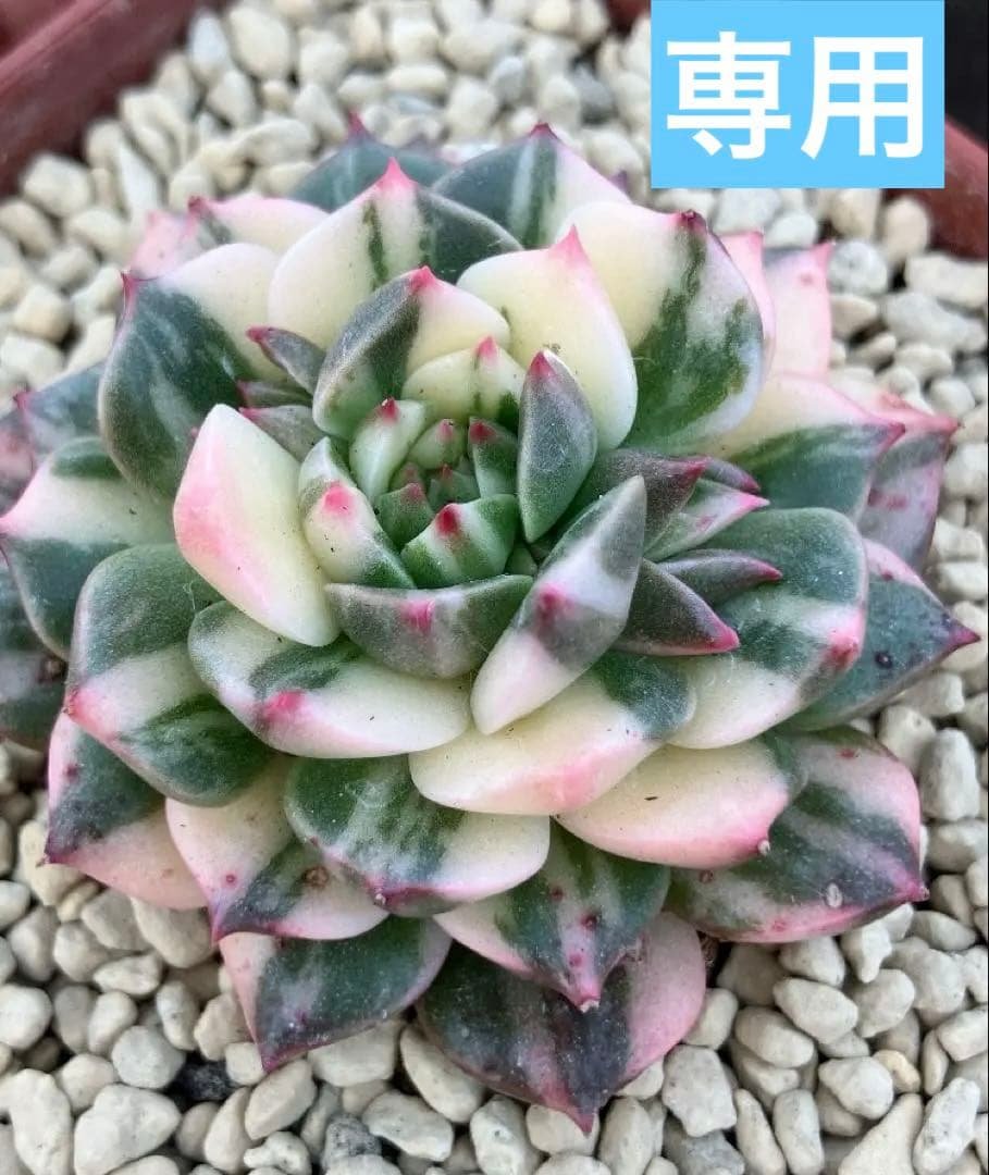 多肉植物　オリビア色錦　抜き苗 270現物 多肉植物 オリビア 抜き苗 | るる農園~多肉植物専門