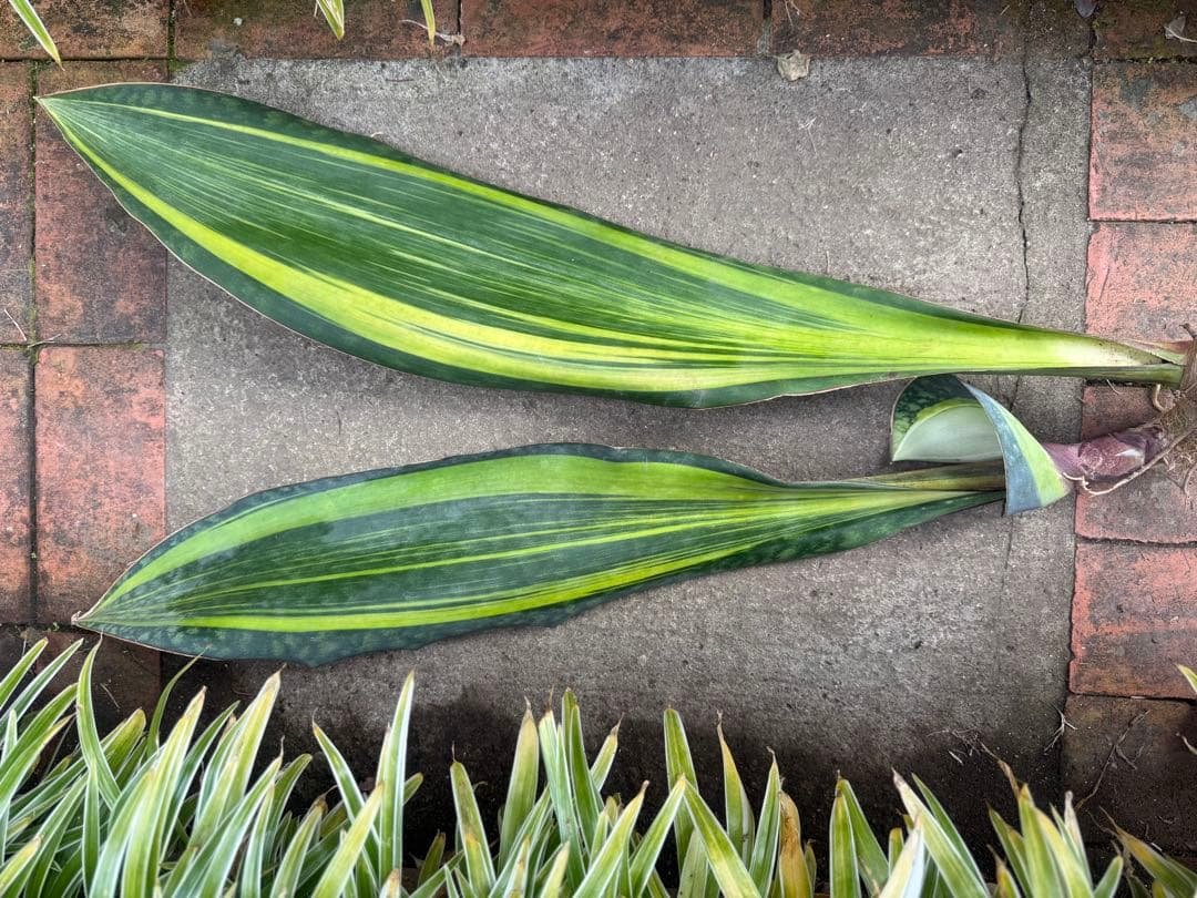 巨大サンスベリア・マッソニアナ イエロー バリエガテッド サンスベリア 3号角鉢 マッソニアナ バリエガータ 斑入り 6-7cmポット