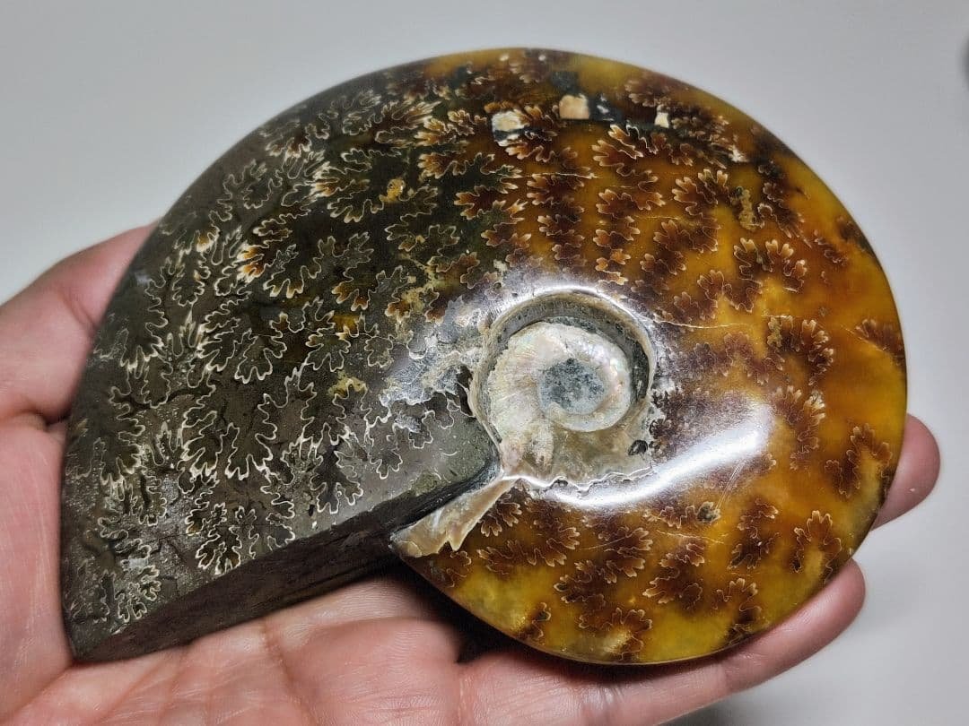 アンモナイト 497g アンモライト オパール 原石 鑑賞石 自然石 誕生石 アンモナイト 497g アンモライト オパール 原石 鑑賞石 自然石 誕生石