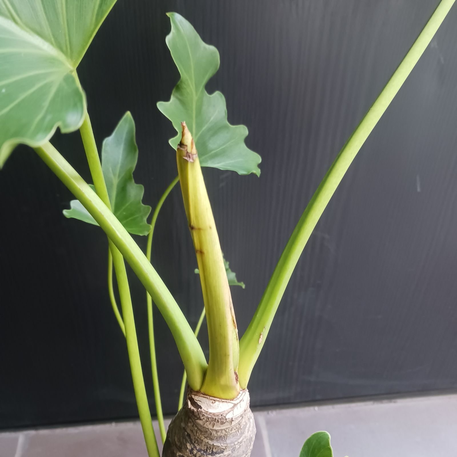 10 セローム 6号 幹上がり 幹立ち 八丈島産 - メルカリ