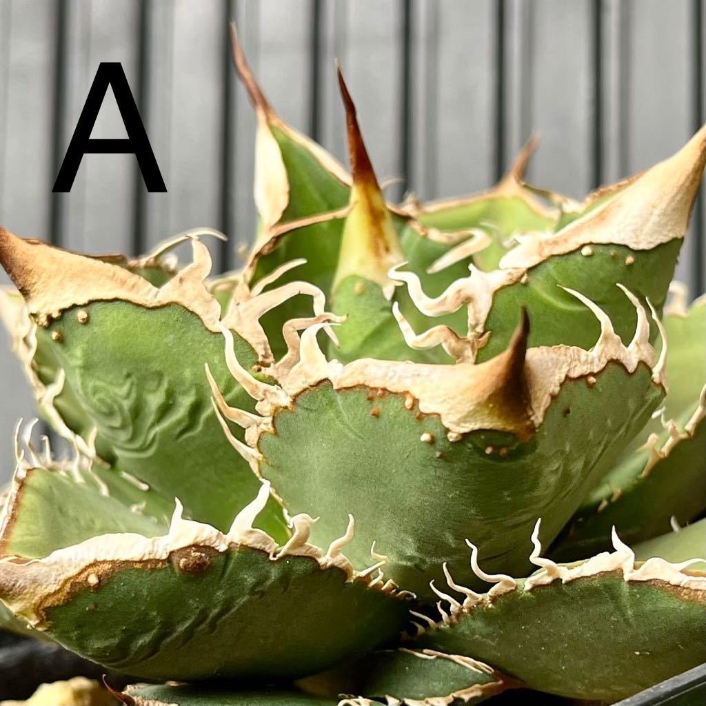 Yahoo!オークション - AGAVE TITANOTA 流星 子株 ブツブツ Lize産子株A