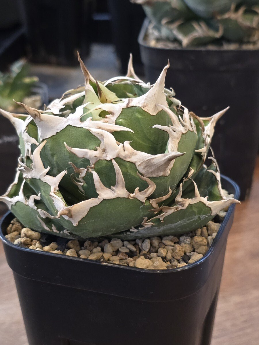 Yahoo!オークション - アガベ チタノタ COK CG01 追星 OC子株② コック