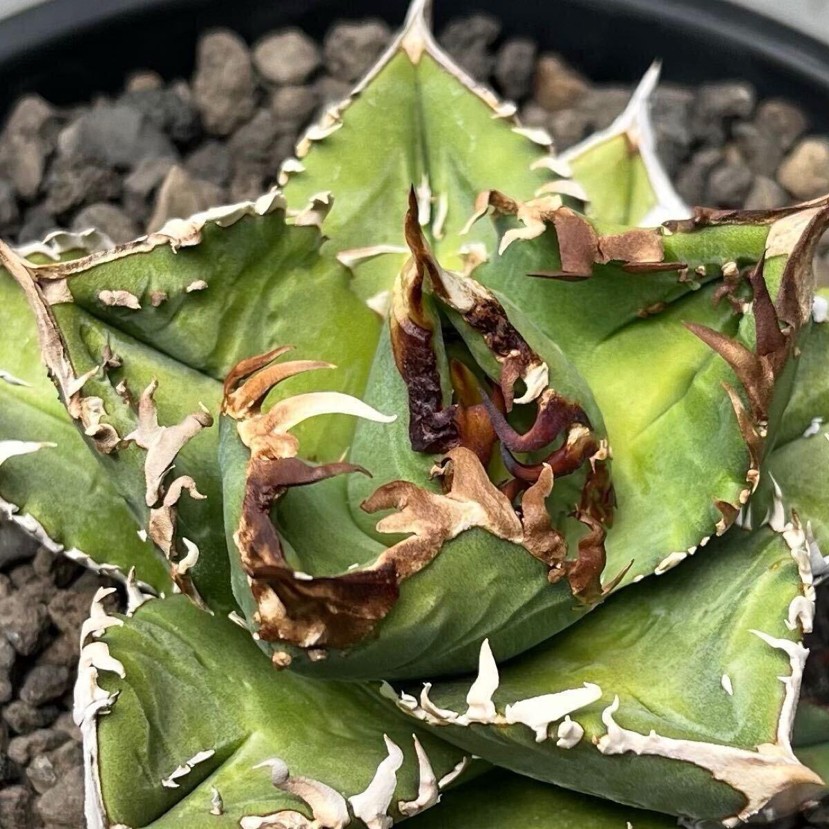 Yahoo!オークション - 毒刺WV 孫株付き Mesmerizing Spines MS-WV ブツ