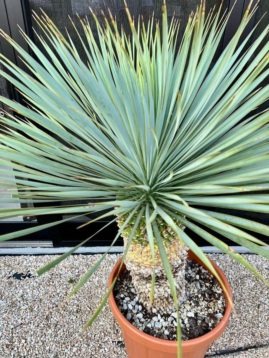 AL1176ユッカ ロストラータ 超美形 極太 シルバーブルー 葉数多